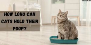 How Long Can Cats Hold Their Poop?