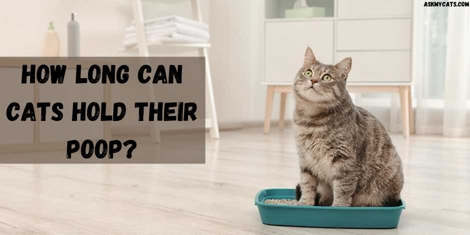 How Long Can Cats Hold Their Poop?