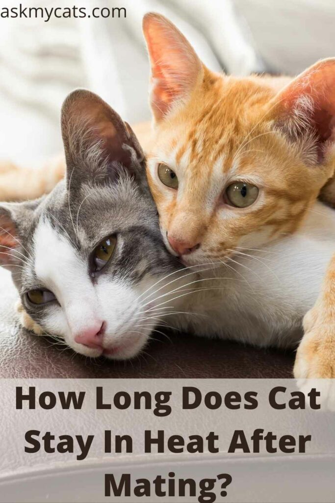 How Long Does Cat Stay In Heat After Mating?