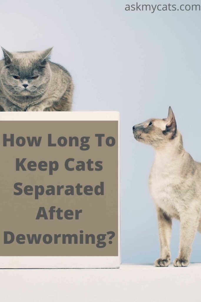 How Long To Keep Cats Separated After Deworming?