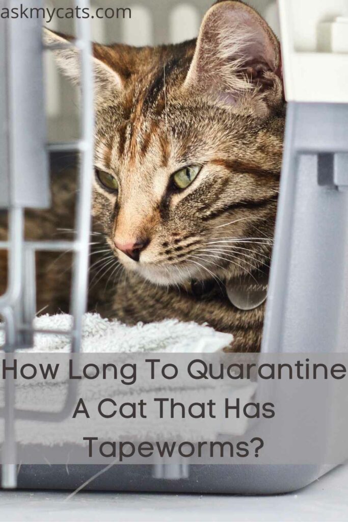 Should I Quarantine My Cat With Tapeworms