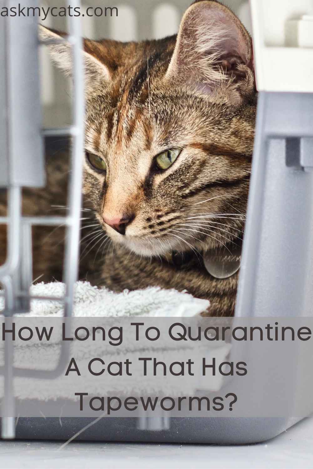 Should I Quarantine My Cat With Tapeworms?