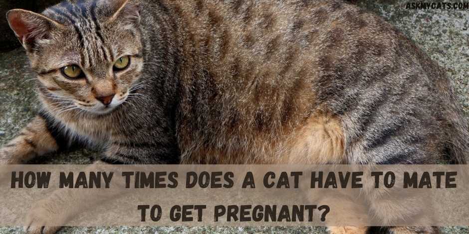 How Many Times Does A Cat Have To Mate To Get Pregnant?