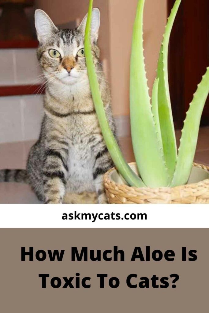 How Much Aloe Is Toxic To Cats?    