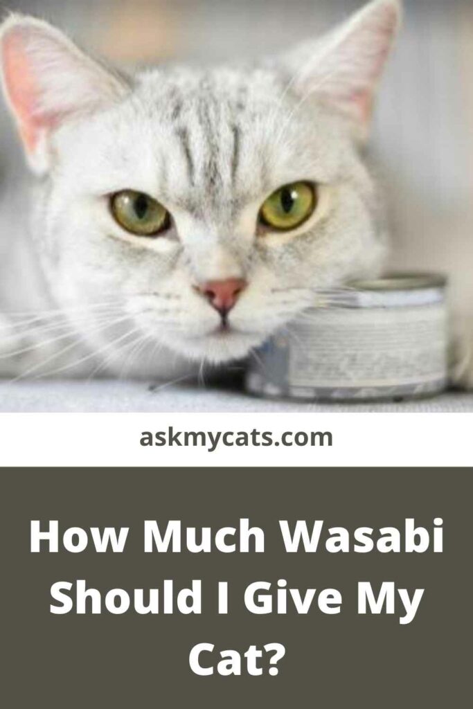 How Much Wasabi Should I Give My Cat?