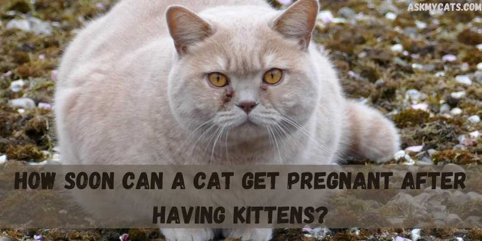 Can a cat get best sale pregnant right after giving birth