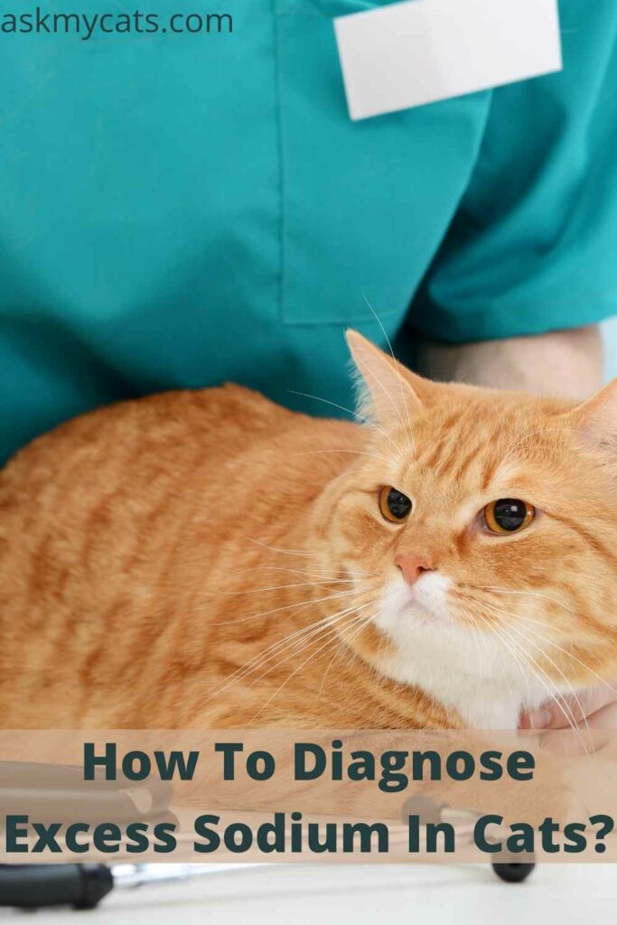 How To Diagnose Excess Sodium In Cats?