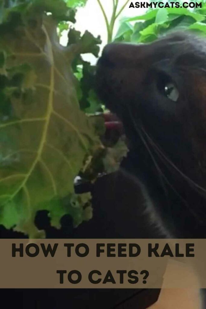 How To Feed Kale To Cats?