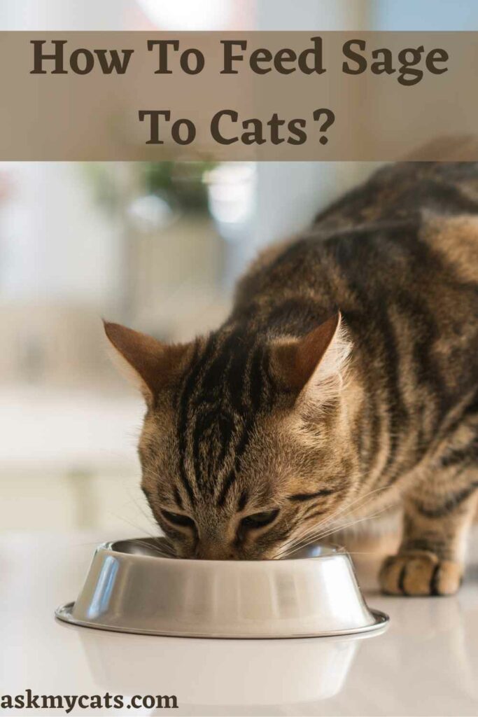 How To Feed Sage To Cats?