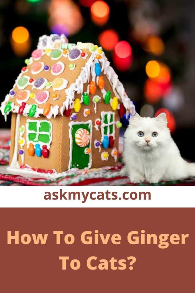 How To Give Ginger To Cats?