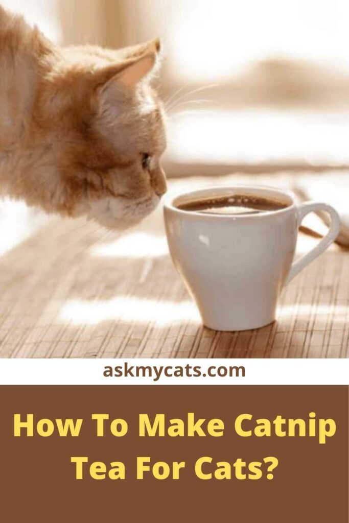 How To Make Catnip Tea For Cats?