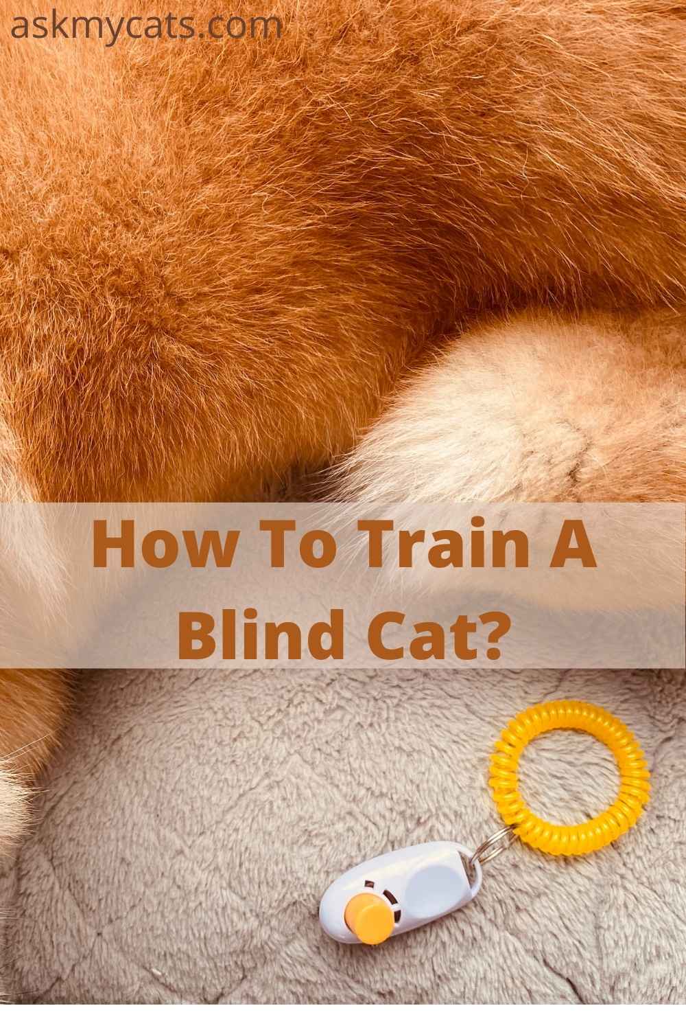 Training A Blind Cat! Is It Tough?