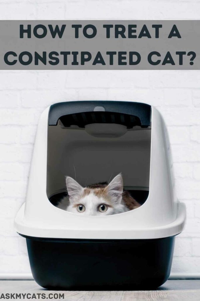 How To Treat A Constipated Cat?