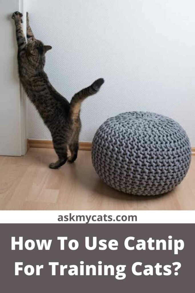 How To Use Catnip For Training Cats?