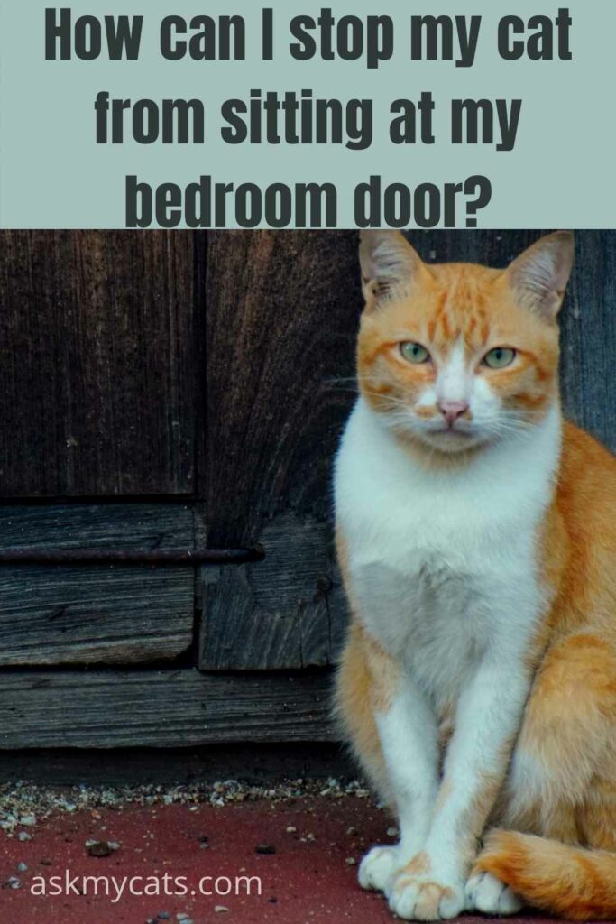 How Can I Stop My Cat From Sitting At My Bedroom Door?