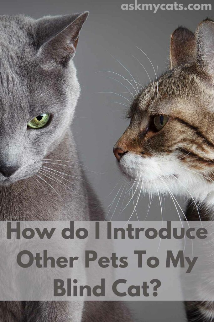 How do I Introduce Other Pets To My Blind Cat?