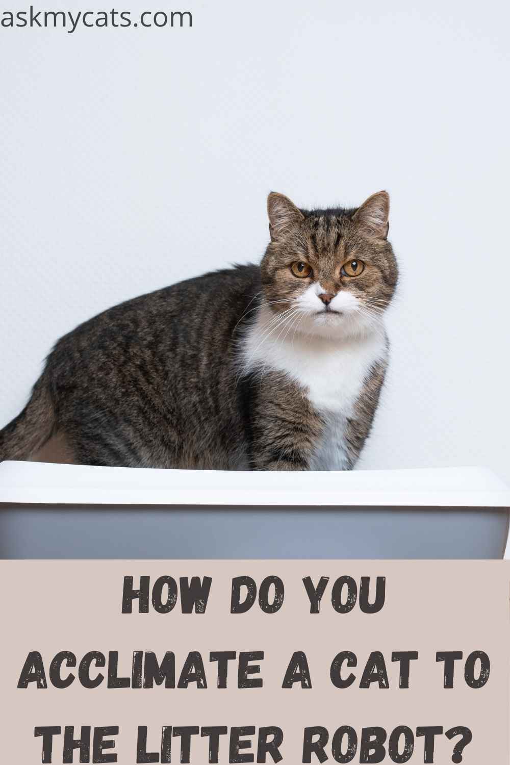 Cat Won't Use LitterRobot? Let's Know Why