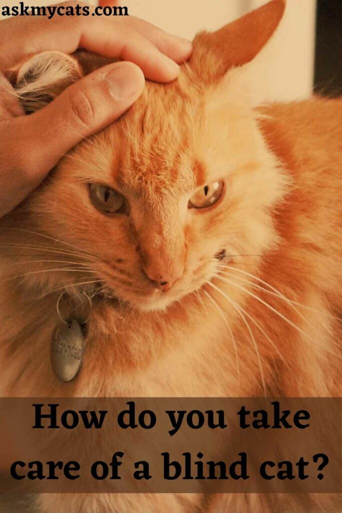 How do you take care of a blind cat?