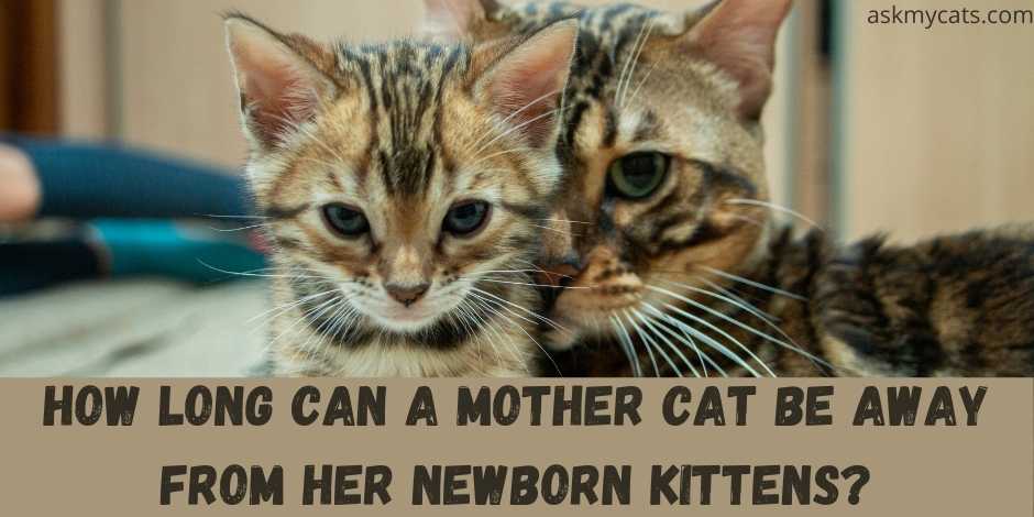 How-long-can-a-mother-cat-be-away-from-her-newborn-kittens