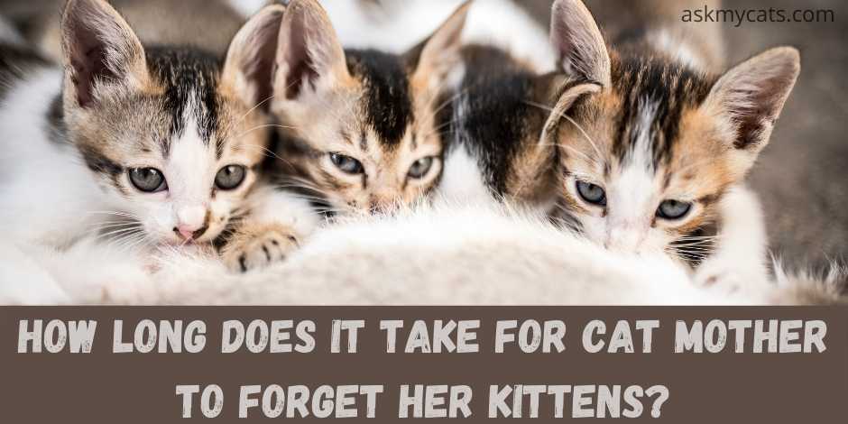 How Long Does It Take For Cat Mother To Forget Her Kittens?