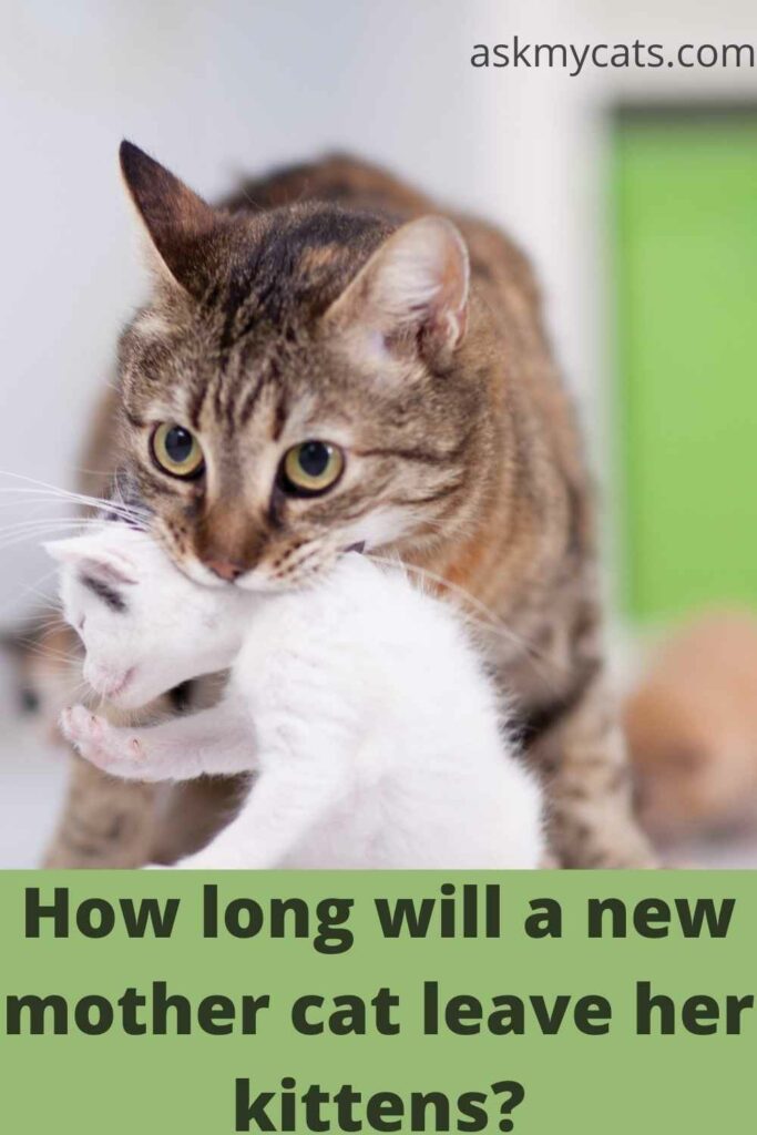 How-long-will-a-new-mother-cat-leave-her-kittens