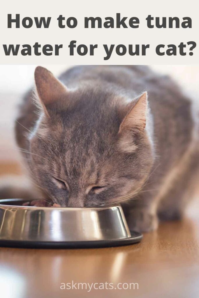 Can cats eat shop tuna in spring water