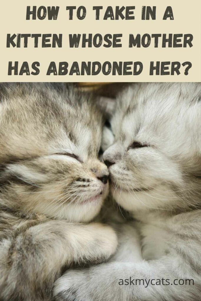 How To Take In A Kitten Whose Mother Has Abandoned Her?