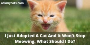 I Just Adopted A Cat And It Won’t Stop Meowing: What Should I Do?