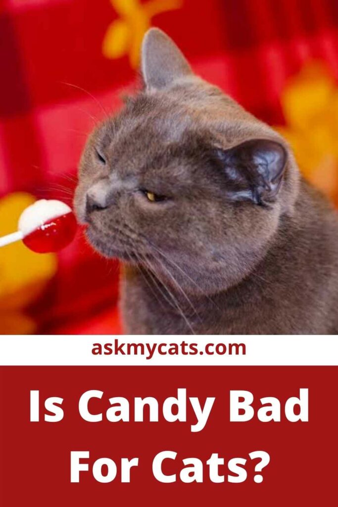 Is Candy Bad For Cats?