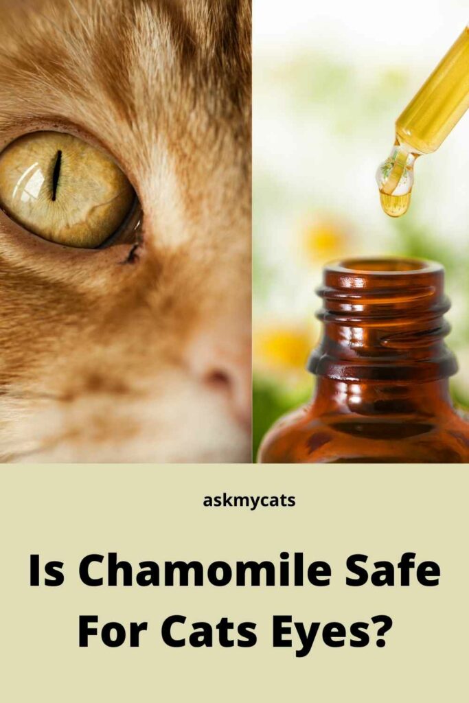 Is Chamomile Safe For Cats Eyes?