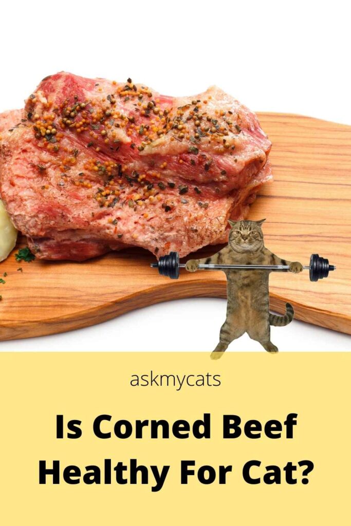 Is Corned Beef Healthy For Cat?