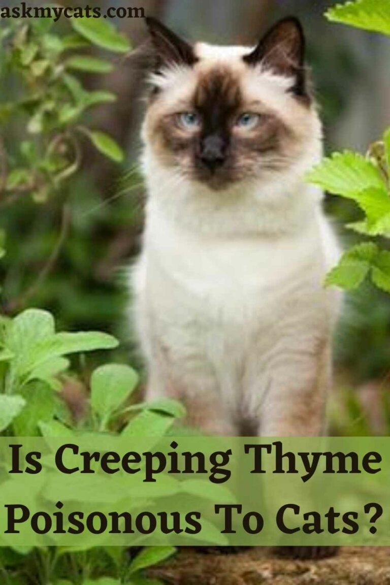 Can Cats Eat Thyme? Is Thyme Poisonous To Cats?
