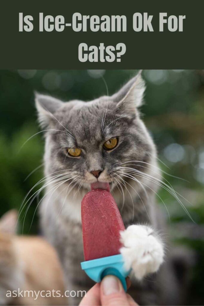 Can Cats Eat IceCream? Is It Safe For Your Cat?