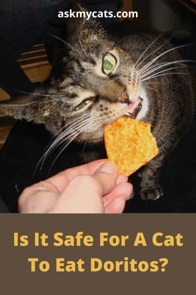 Is It Safe For A Cat To Eat Doritos? 