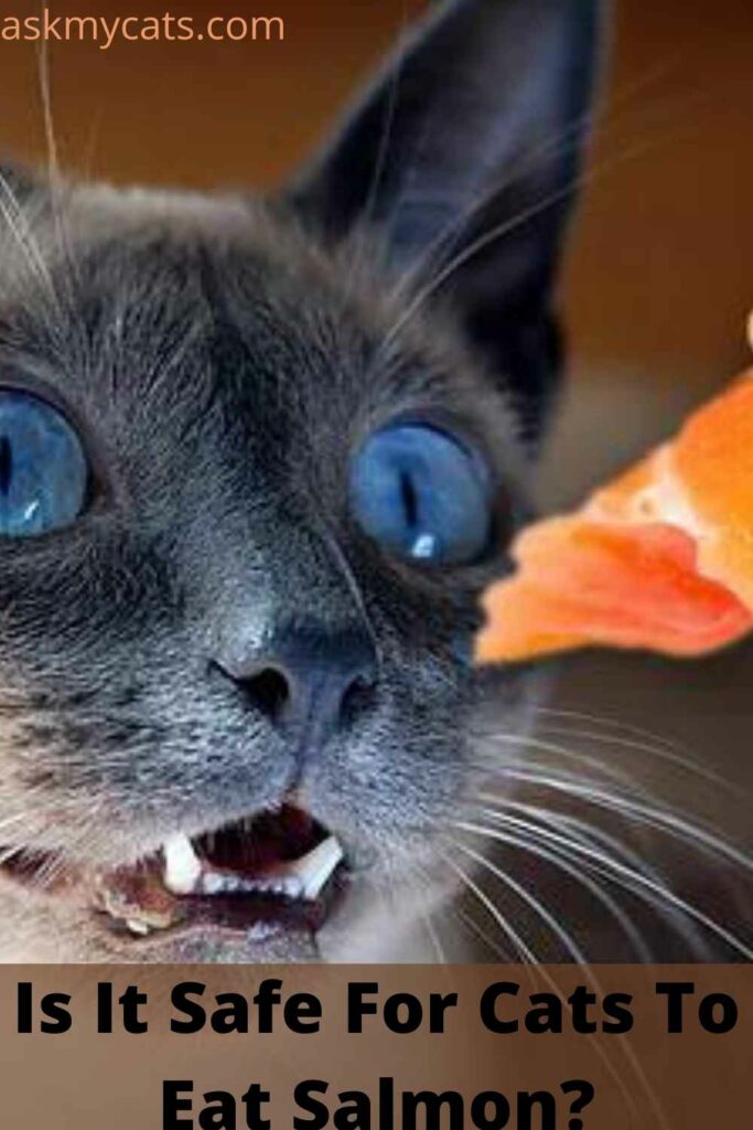 Is It Safe For Cats To Eat Salmon?