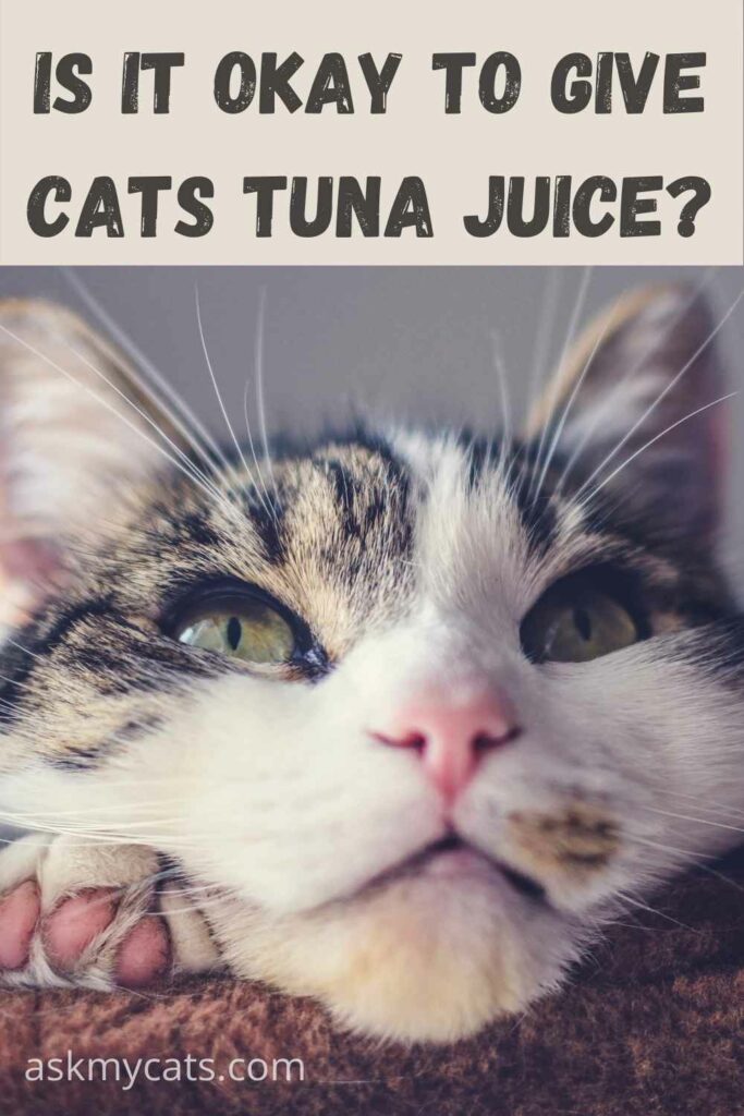 Can you feed outlet cats tuna in oil