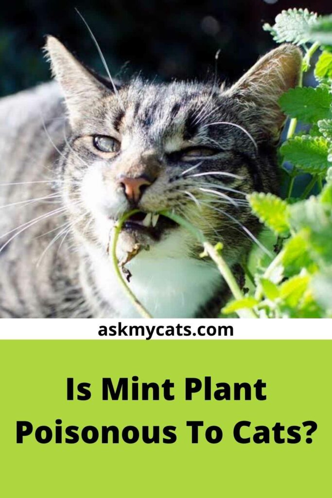 is chocolate mint safe for cats