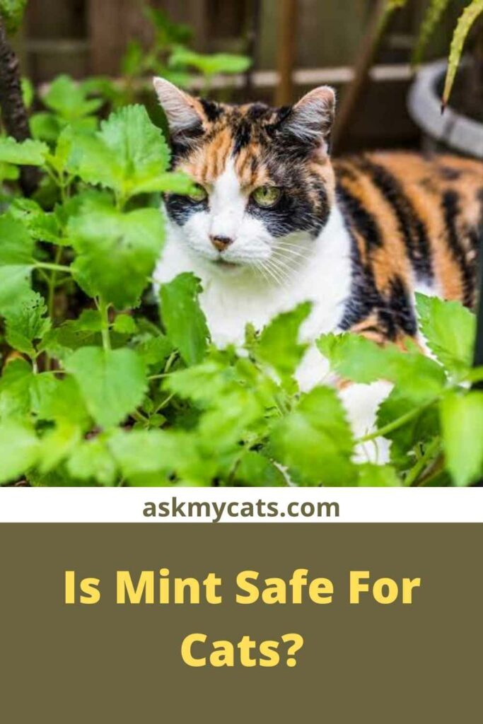 is chocolate mint safe for cats