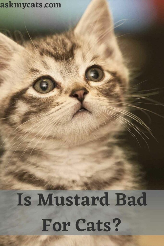 Is Mustard Bad For Cats?