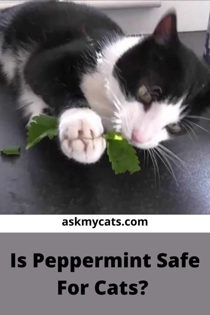 What Do I Do To Stop My Cat From Eating Peppermint?