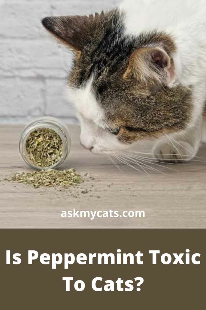 Is Peppermint Toxic To Cats?