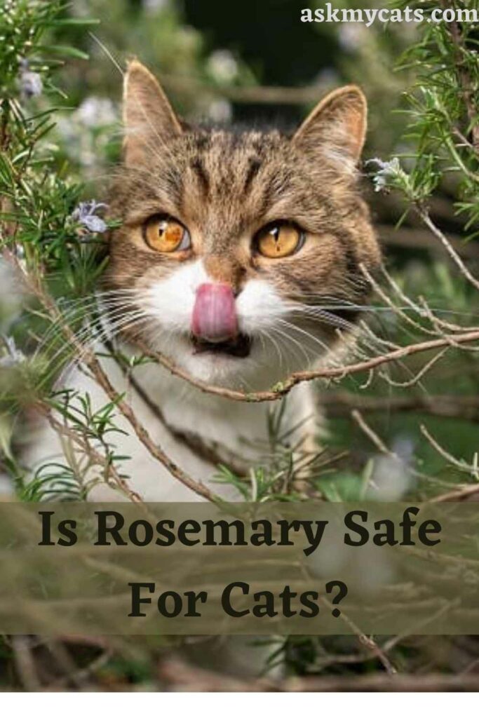 Is Rosemary Safe For Cats?