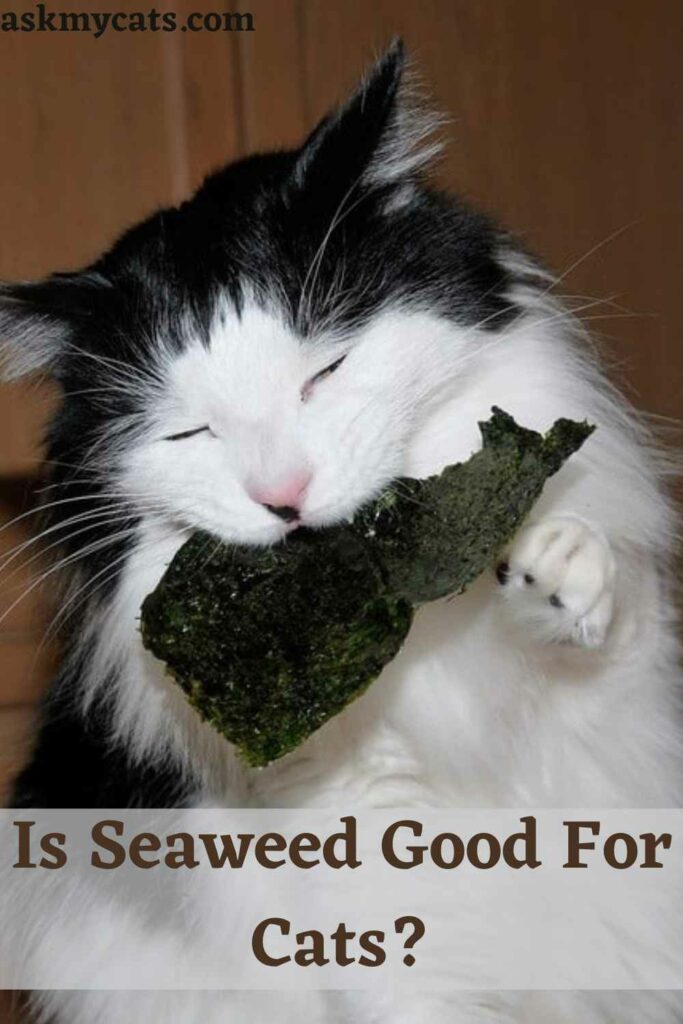 Is Seaweed Good For Cats?