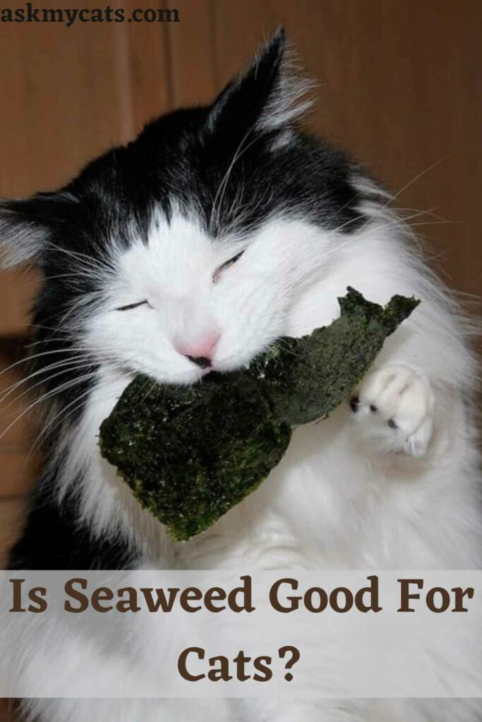 Is seaweed bad outlet for cats