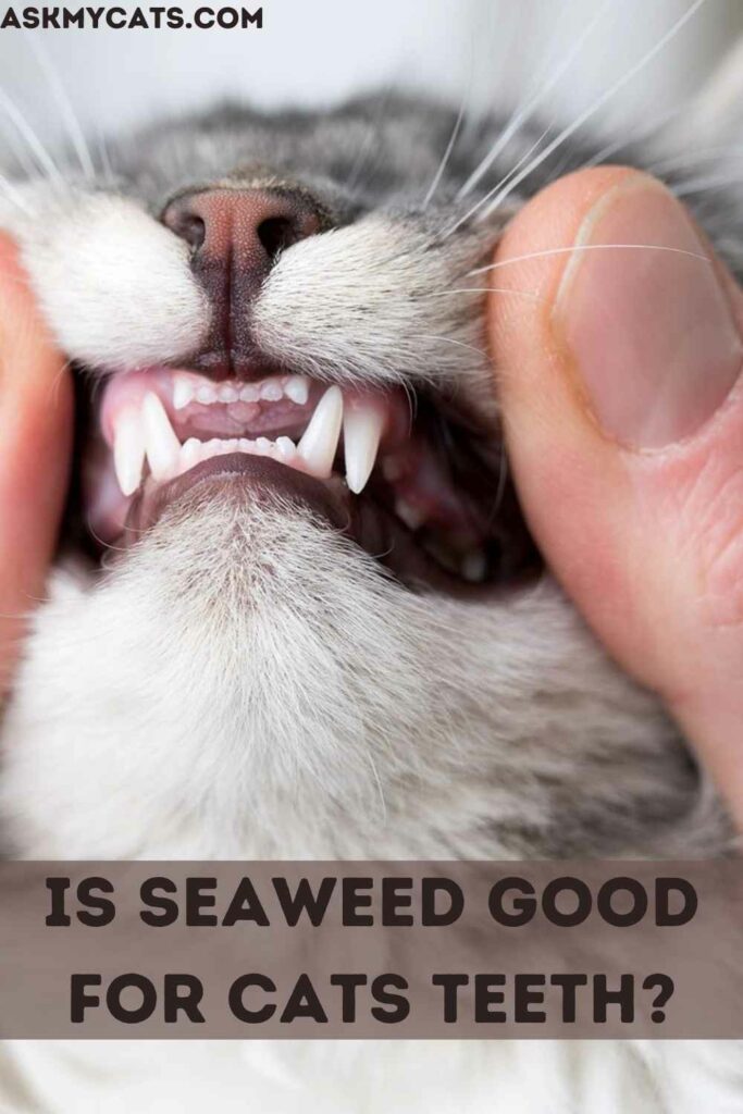 seaweed for cats teeth