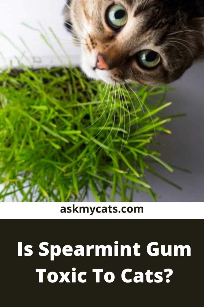 Is Spearmint Gum Toxic To Cats?