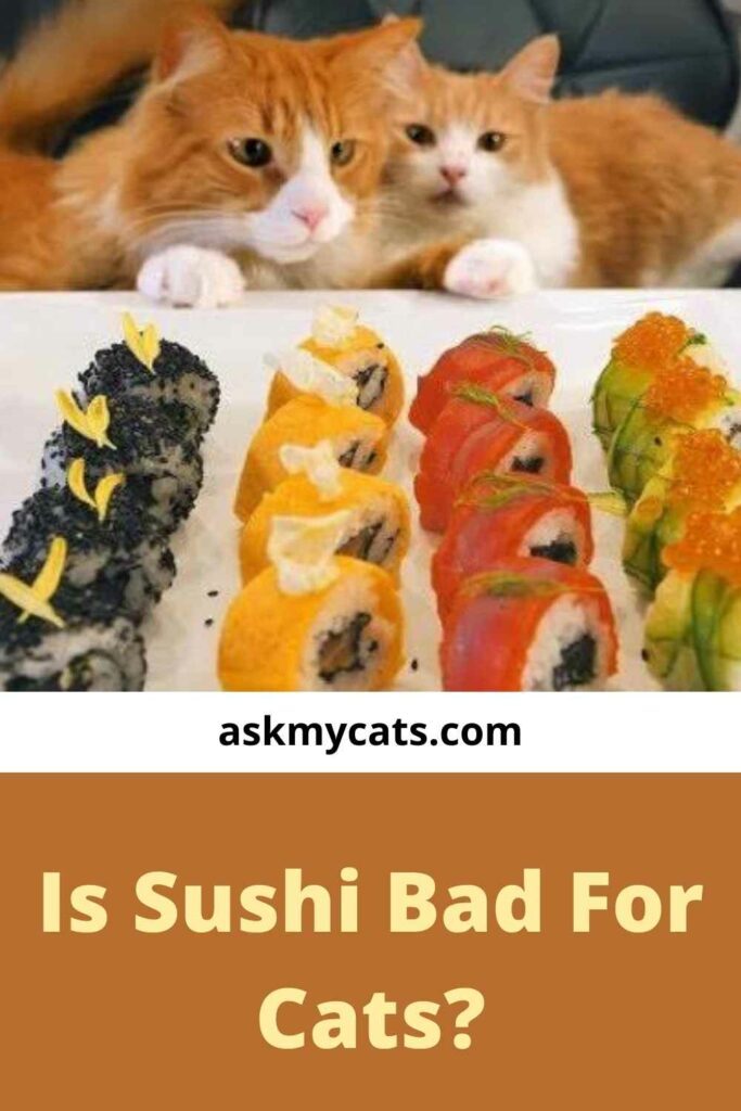 Is Sushi Bad For Cats?