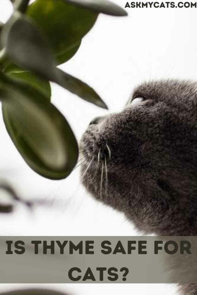 Is Thyme Safe For Cats?