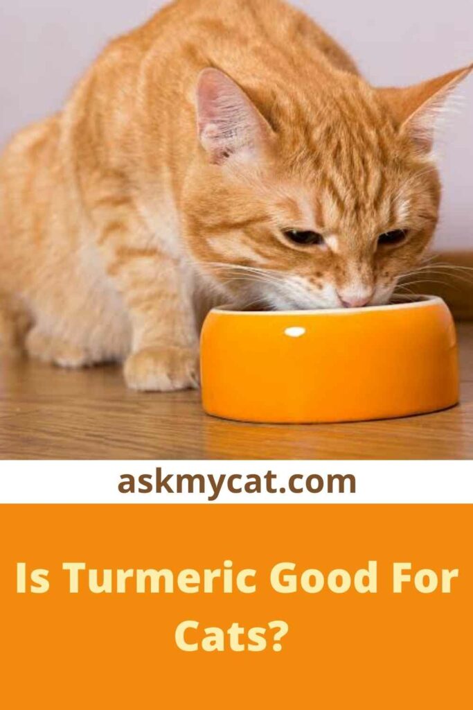 Is Turmeric Good For Cats?