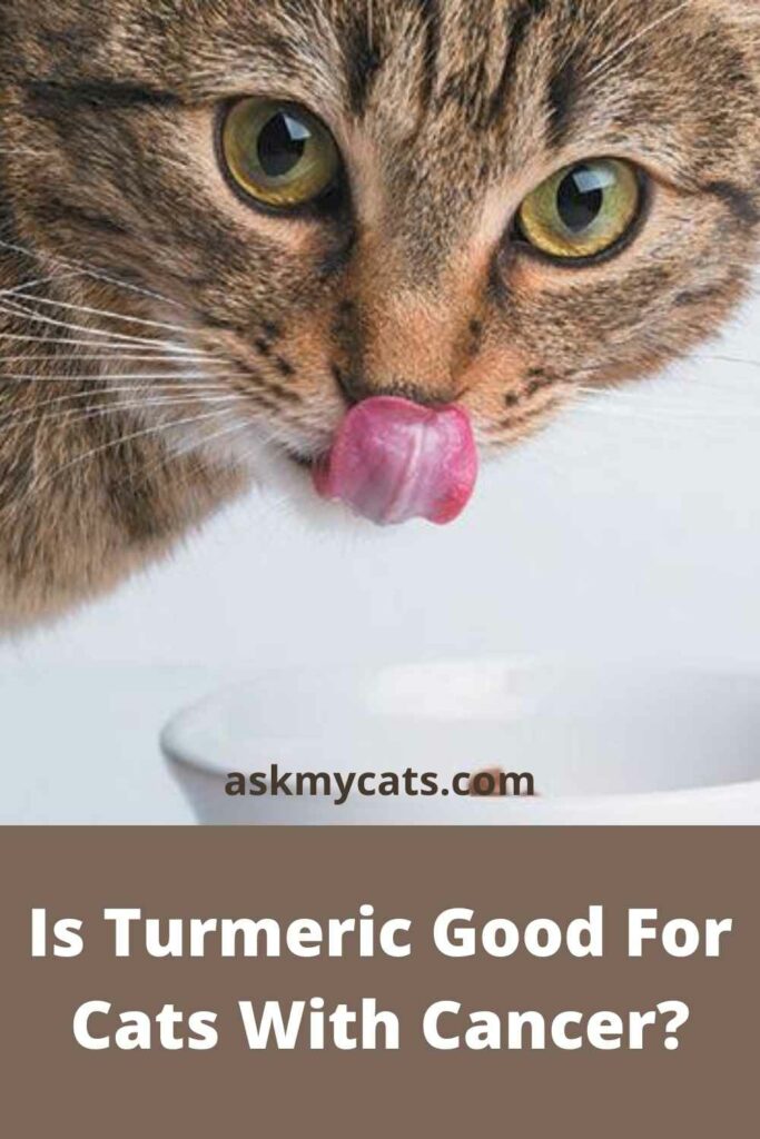 Is Turmeric Good For Cats With Cancer?